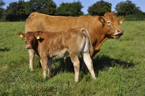 Årsbokstav 2025 - A